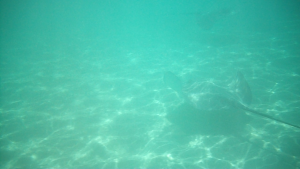 Capture de 100_0483.MOV
