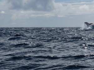 IMG_7031
