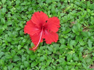 IMG_5675