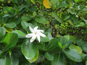 IMG_6691