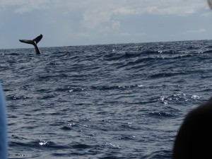 IMG_7135