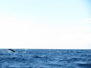 IMG_7263