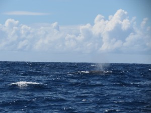 IMG_7501