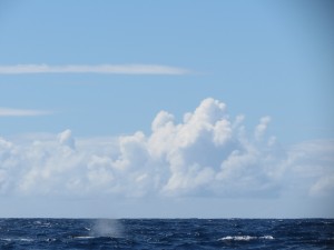 IMG_7518