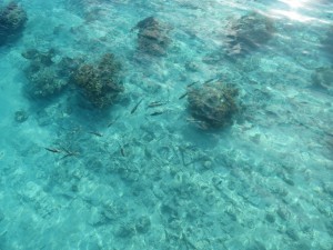 IMG_6359