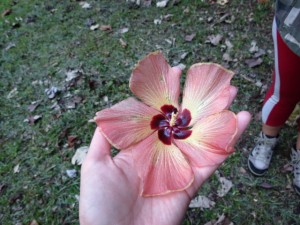 IMG_5458